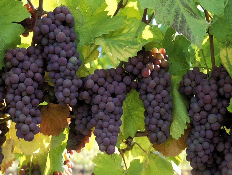 برداشت بالغ بر ۲هزار تن انگور از تاکستان های جنوب کرمان